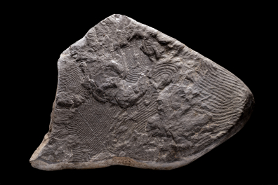 Traces d'Helmintoïdes dans un schiste